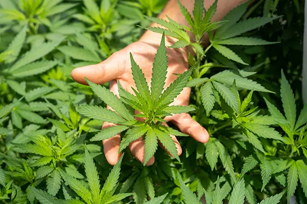 cannabis-thc-vs-cbd