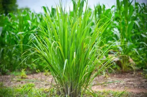 planta-de-citronela-antimosquitos