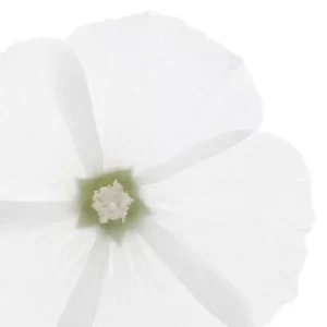 phyo extraccion de malva