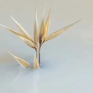 phyto leche de avena