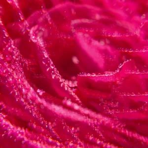 ROGER GALLET ROSE GEL DE DUCHA 200 ML